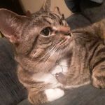 Appletree Veterinary Clinic