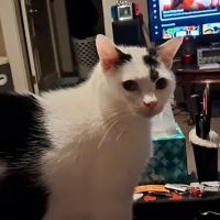 Dover Veterinary Clinic ico
