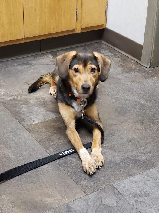 Sifferlin Animal Clinic Inc Picture 2