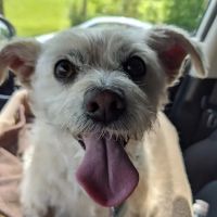 Sifferlin Animal Clinic Inc ico