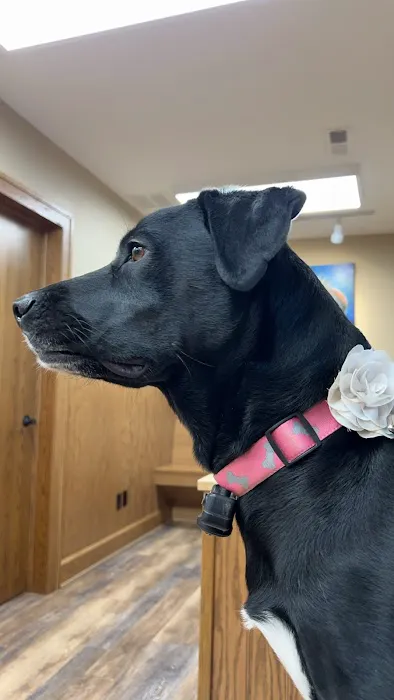 Oak Pointe Veterinary Care Picture 1