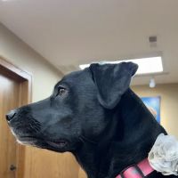 Oak Pointe Veterinary Care ico