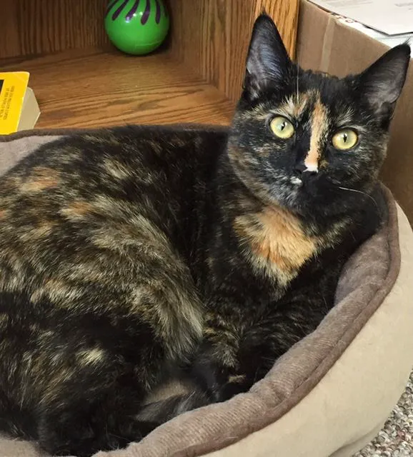 Oak Pointe Veterinary Care Picture 7