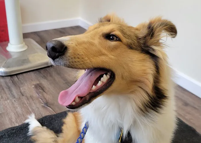 Bliss Veterinary Services Picture 2