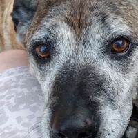 Bliss Veterinary Services ico