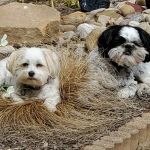 Sugarcreek Veterinary Clinic