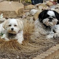 Sugarcreek Veterinary Clinic ico