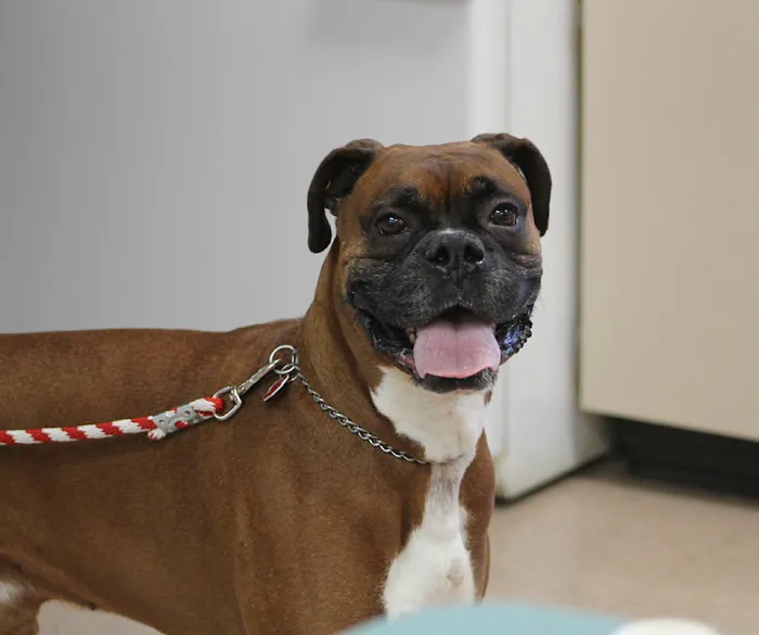 Sugarcreek Veterinary Clinic Picture 6