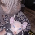 Humble Creatures Veterinary Clinic