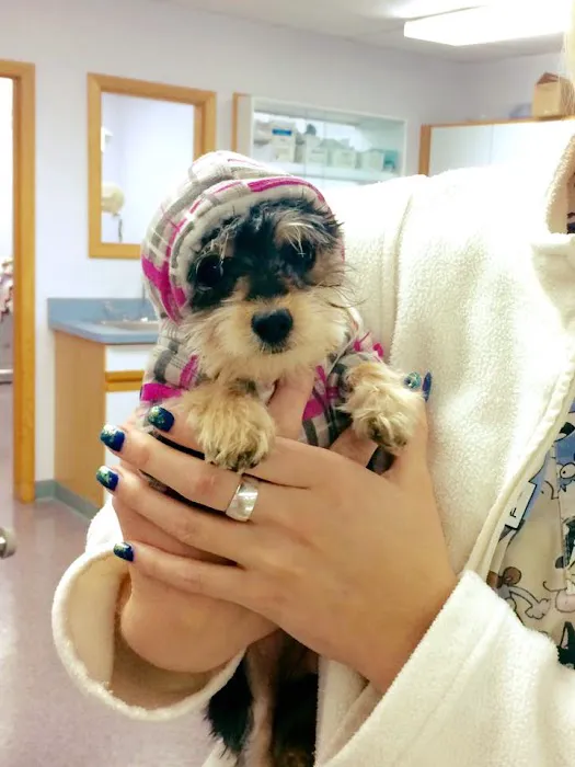 Stark Animal Hospital Picture 7
