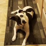 CoTwins Veterinary Care