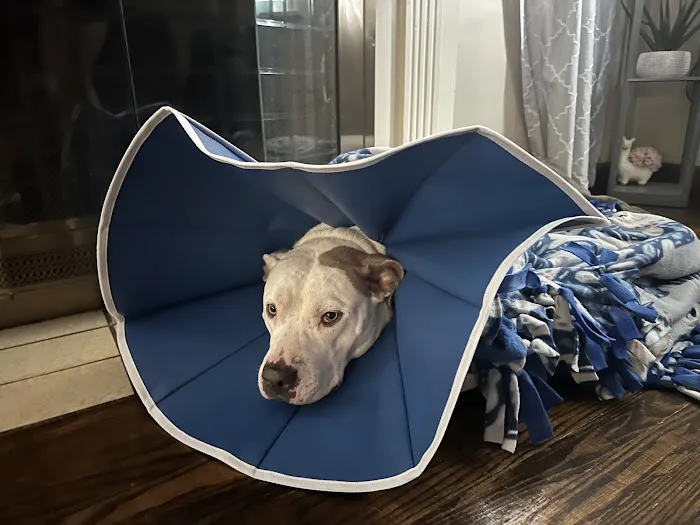 CoTwins Veterinary Care Picture 3