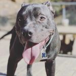 Hometown Veterinary Services