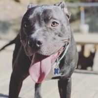 Hometown Veterinary Services ico