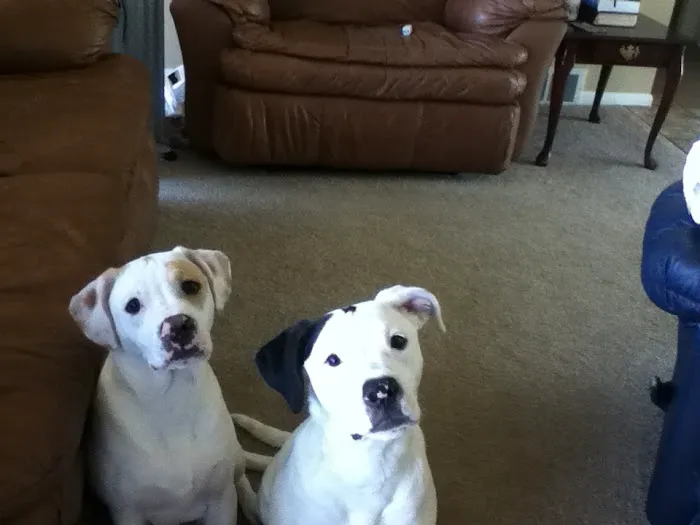 Hometown Veterinary Services Picture 4