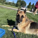 For Paws Blue Cross Animal Hospital