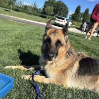 For Paws Blue Cross Animal Hospital ico