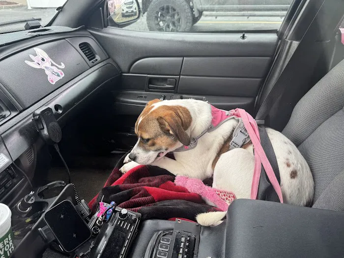 Stark County Veterinary Emergency Clinic Picture 5