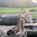 Stark County Veterinary Emergency Clinic