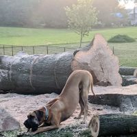 Stark County Veterinary Emergency Clinic ico