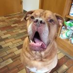 Belpar Pet Care Centre
