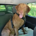 Massillon Animal Hospital