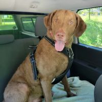 Massillon Animal Hospital ico