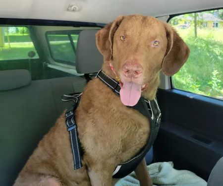 Massillon Animal Hospital