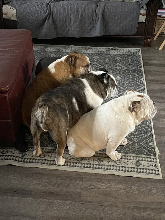 Massillon Animal Hospital Picture 10