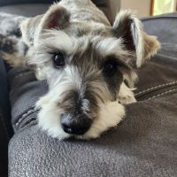 Hartville Vet Clinic ico