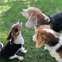 New Leaf Veterinary Clinic ico