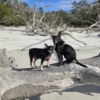Viking Community Animal Hospital ico