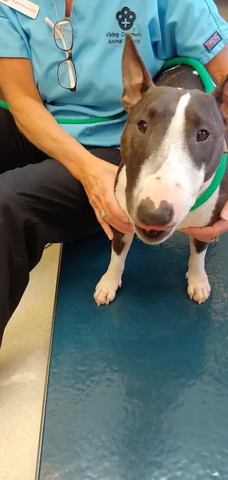 Viking Community Animal Hospital Picture 3