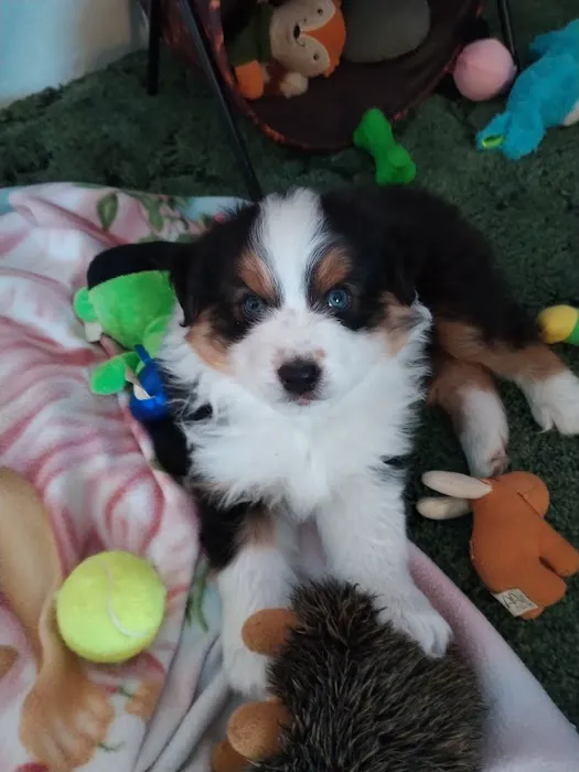 Viking Community Animal Hospital Picture 8