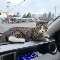 Veterinary Wellness Center of North Canton ico