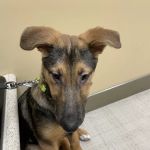 North Canton Veterinary Clinic