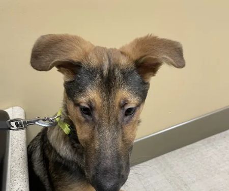 North Canton Veterinary Clinic