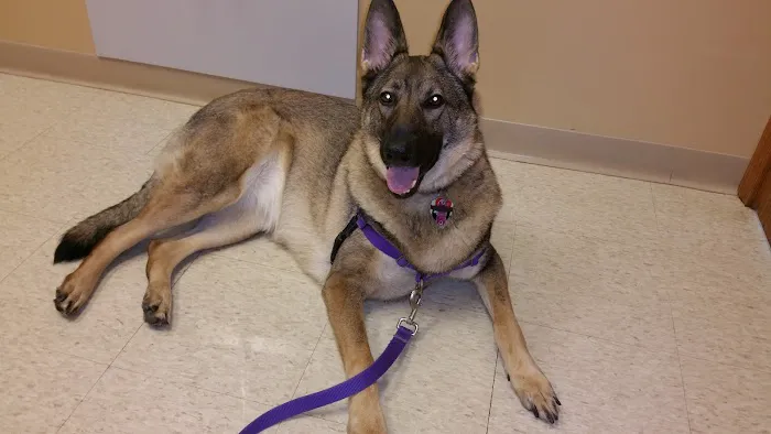 North Canton Veterinary Clinic Picture 10