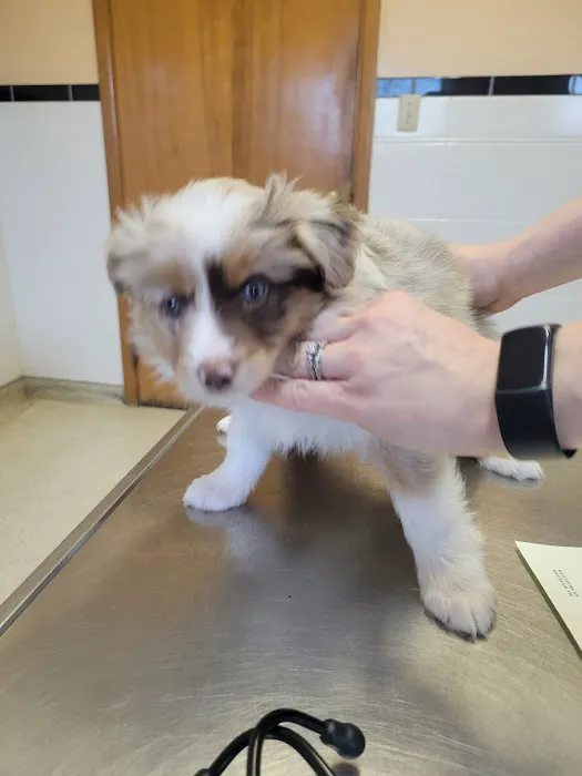 Lake Animal Hospital Picture 4