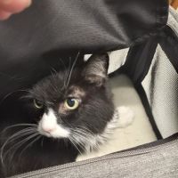 Lake Animal Hospital ico