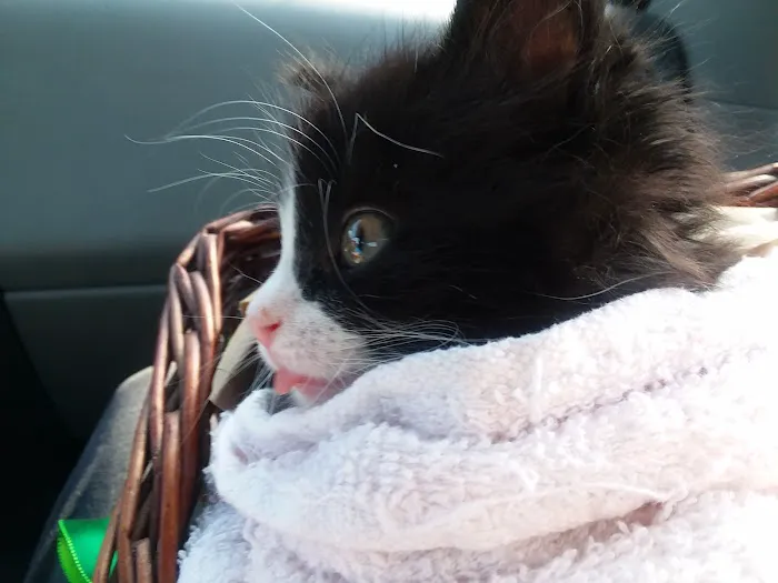 Lake Animal Hospital Picture 9
