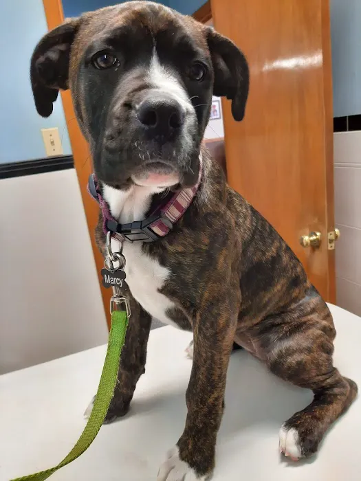 Lake Animal Hospital Picture 10
