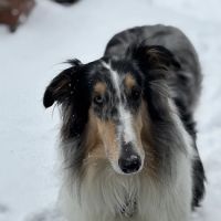 Brightwood Animal Hospital ico