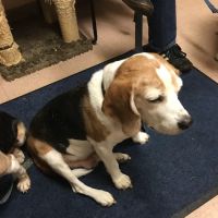 Chardon Veterinary Hospital ico