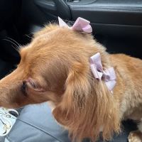 Family Companion Animal Care Center ico