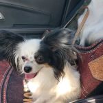 Lake Shore Animal Hospital