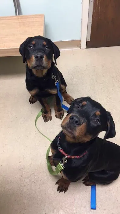 Lake Shore Animal Hospital Picture 5