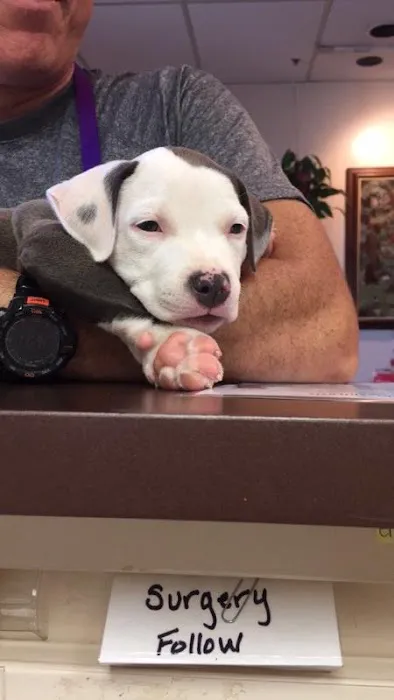 Lake Shore Animal Hospital Picture 6