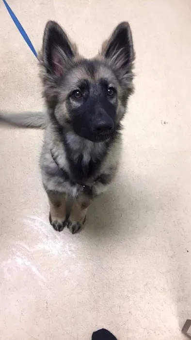 Lake Shore Animal Hospital Picture 4