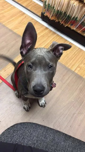 Lake Shore Animal Hospital Picture 7